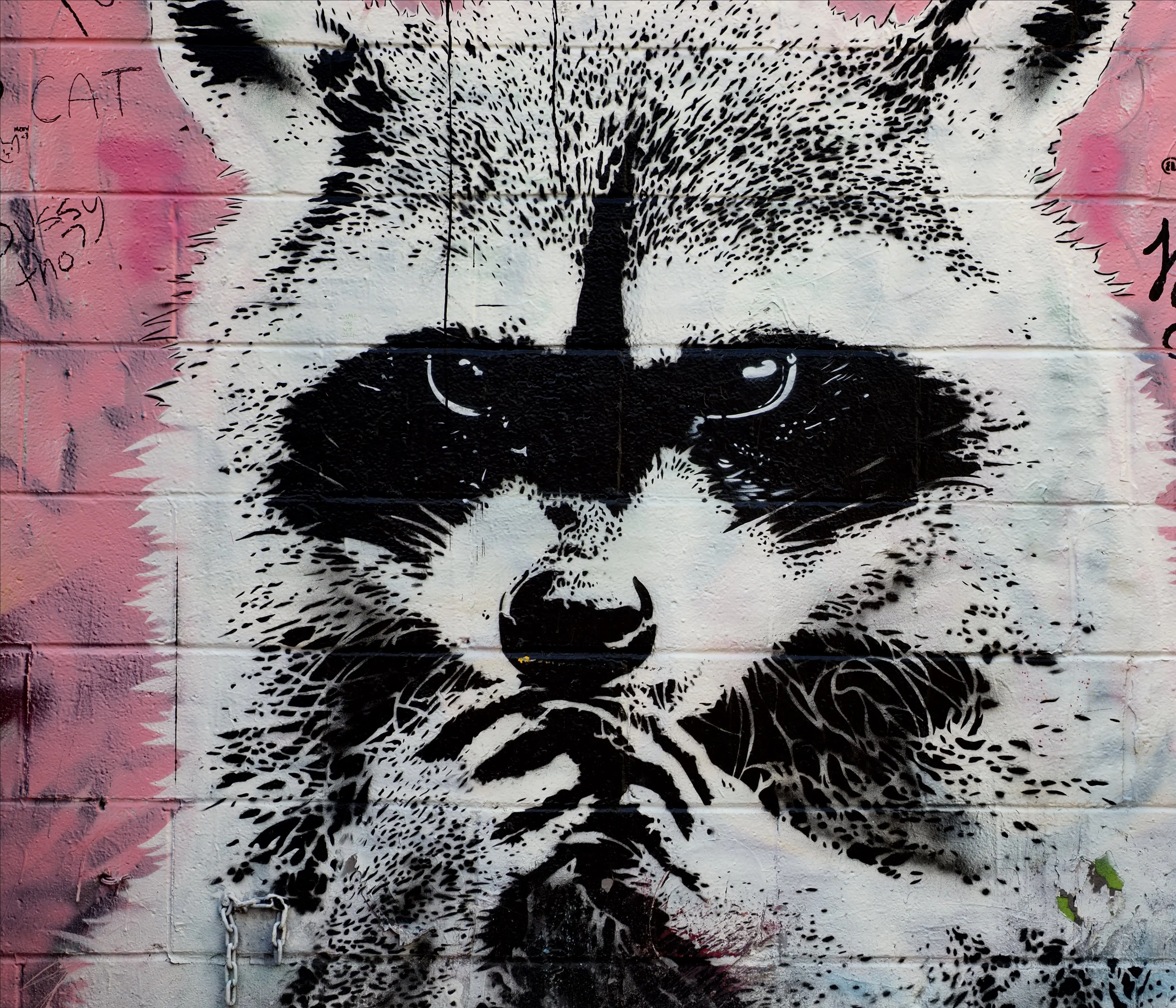 toronto-on-grafitti-alley-racoon.webp
