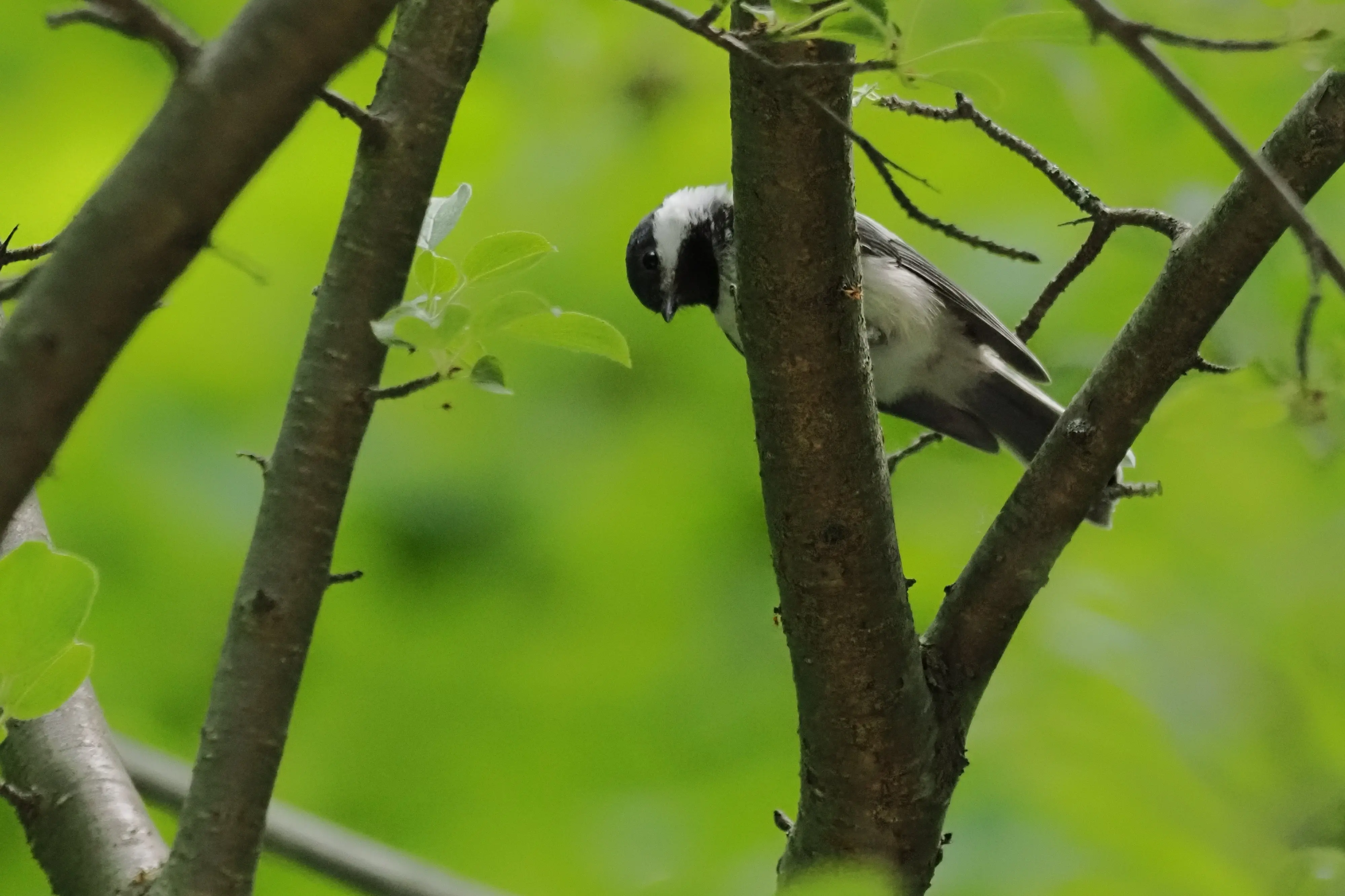 P6250589-cropped.webp