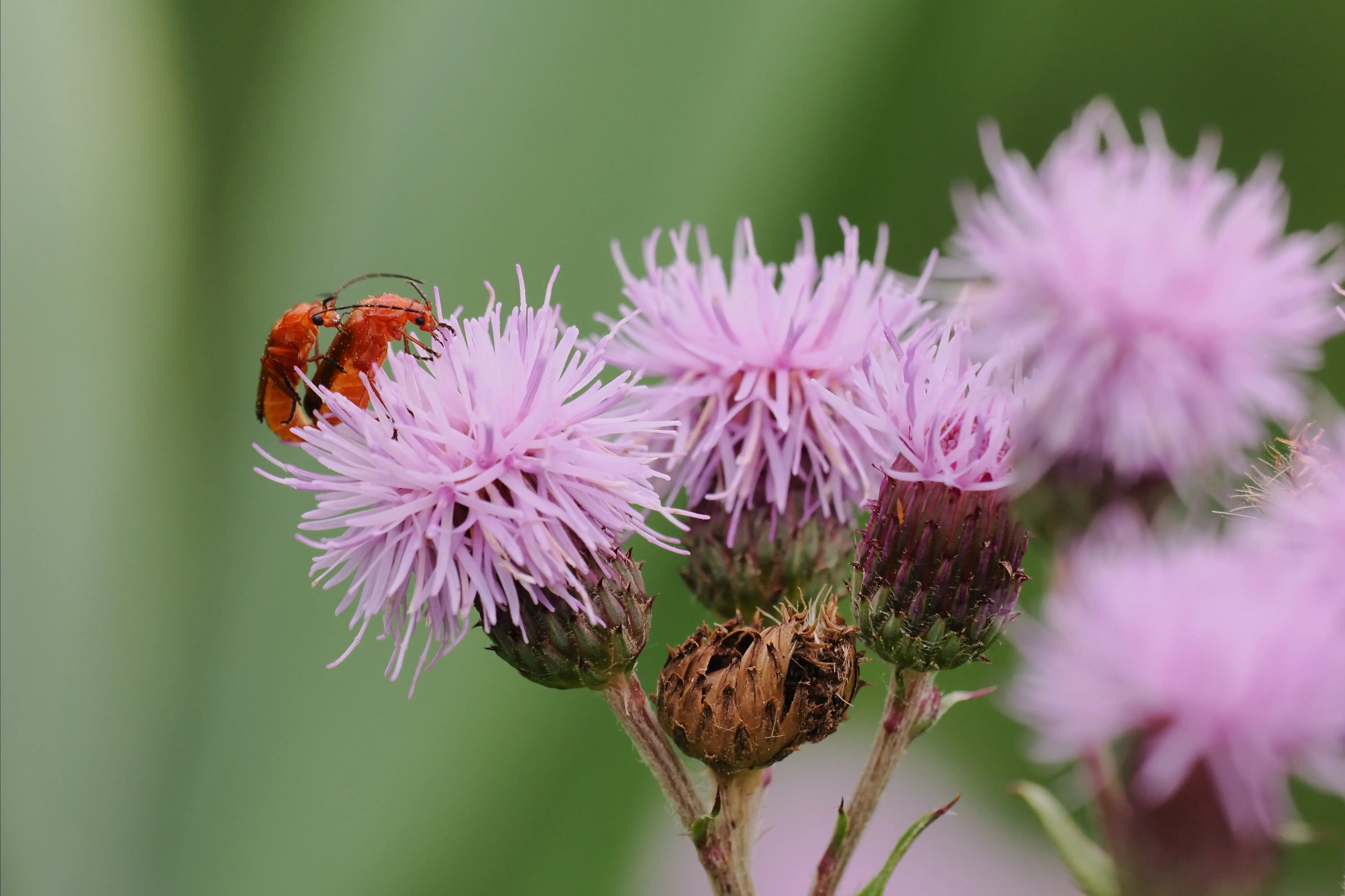 P7091942-crop.webp