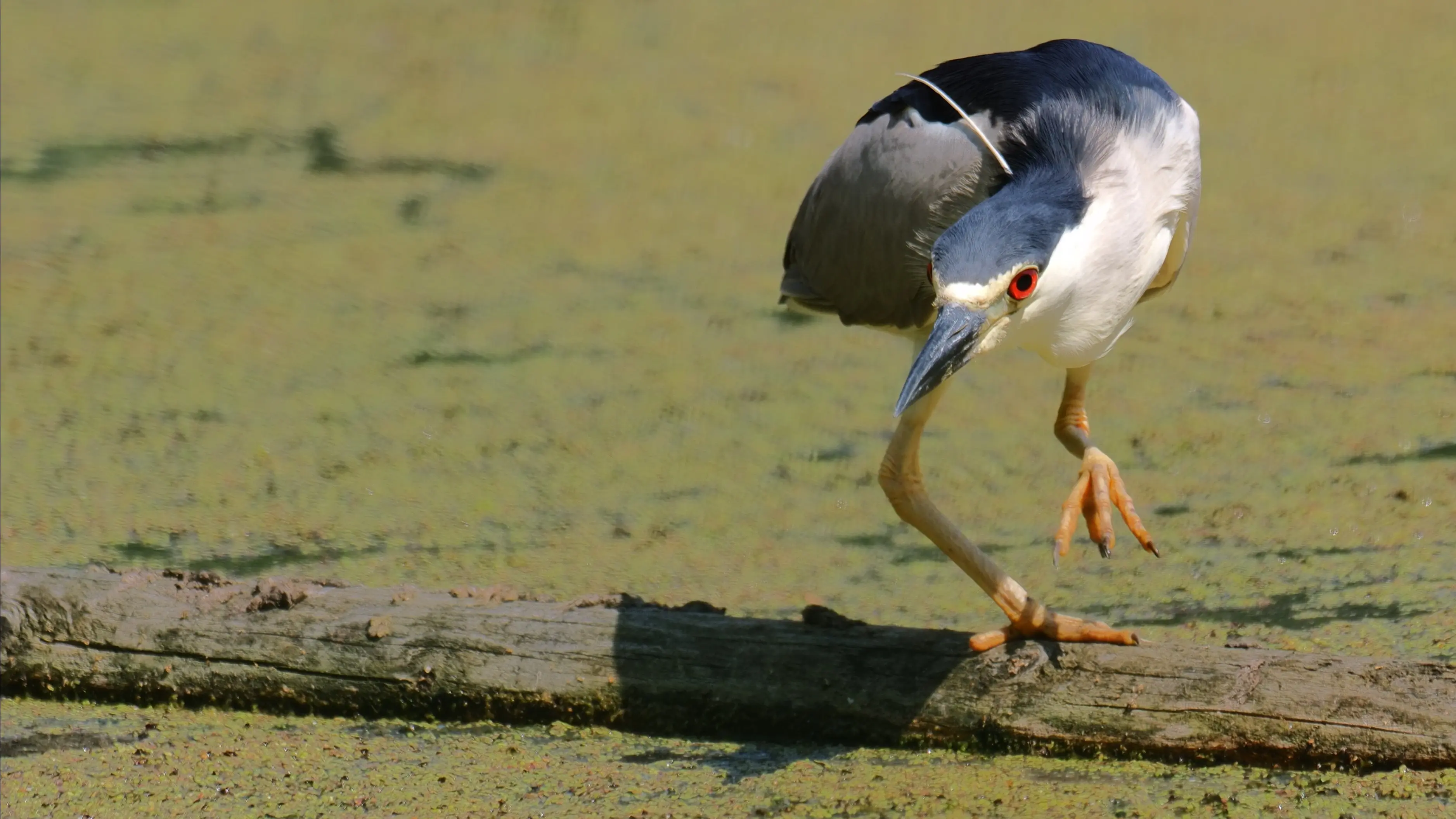 P7094599-crop.webp