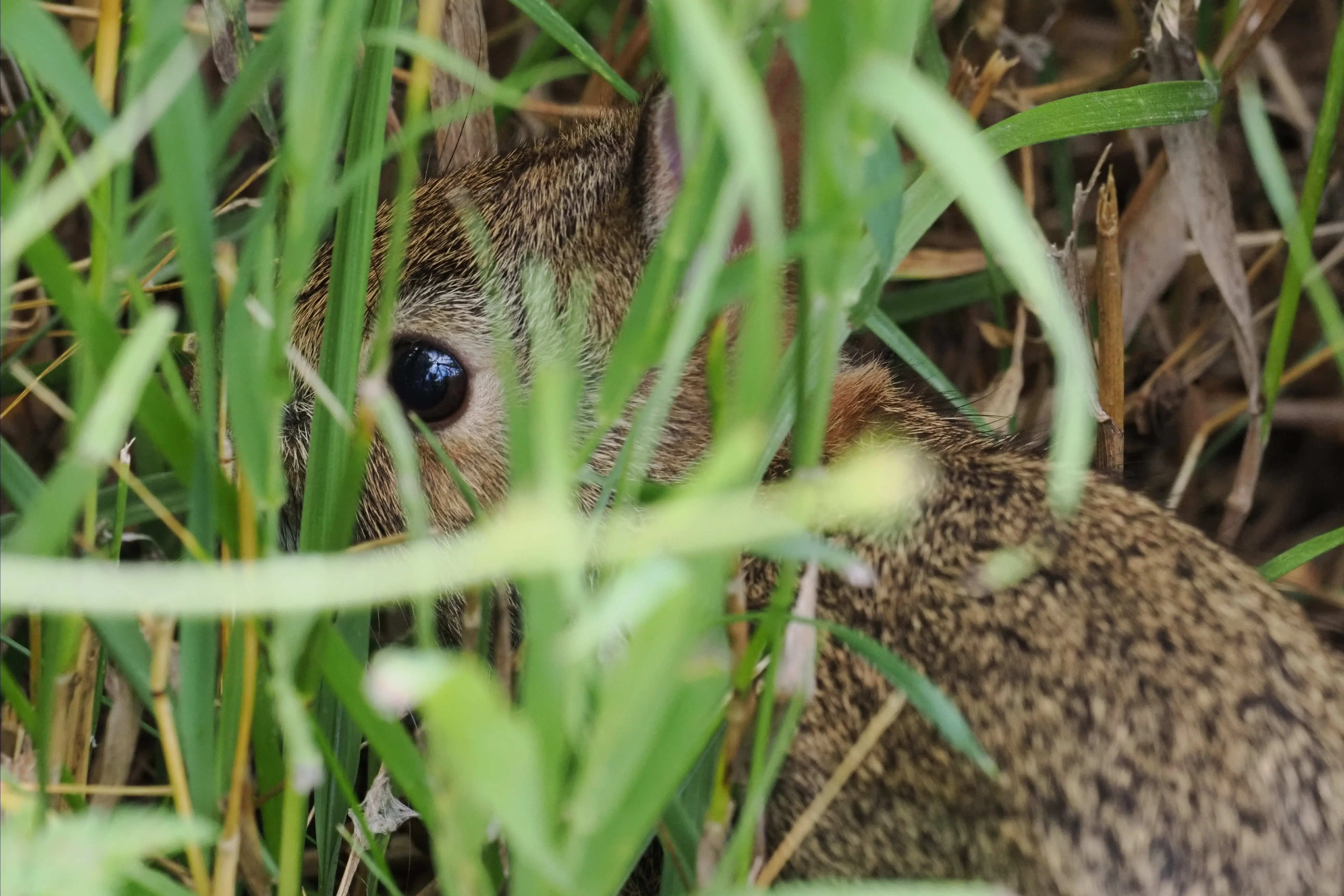 P7115653-crop.webp