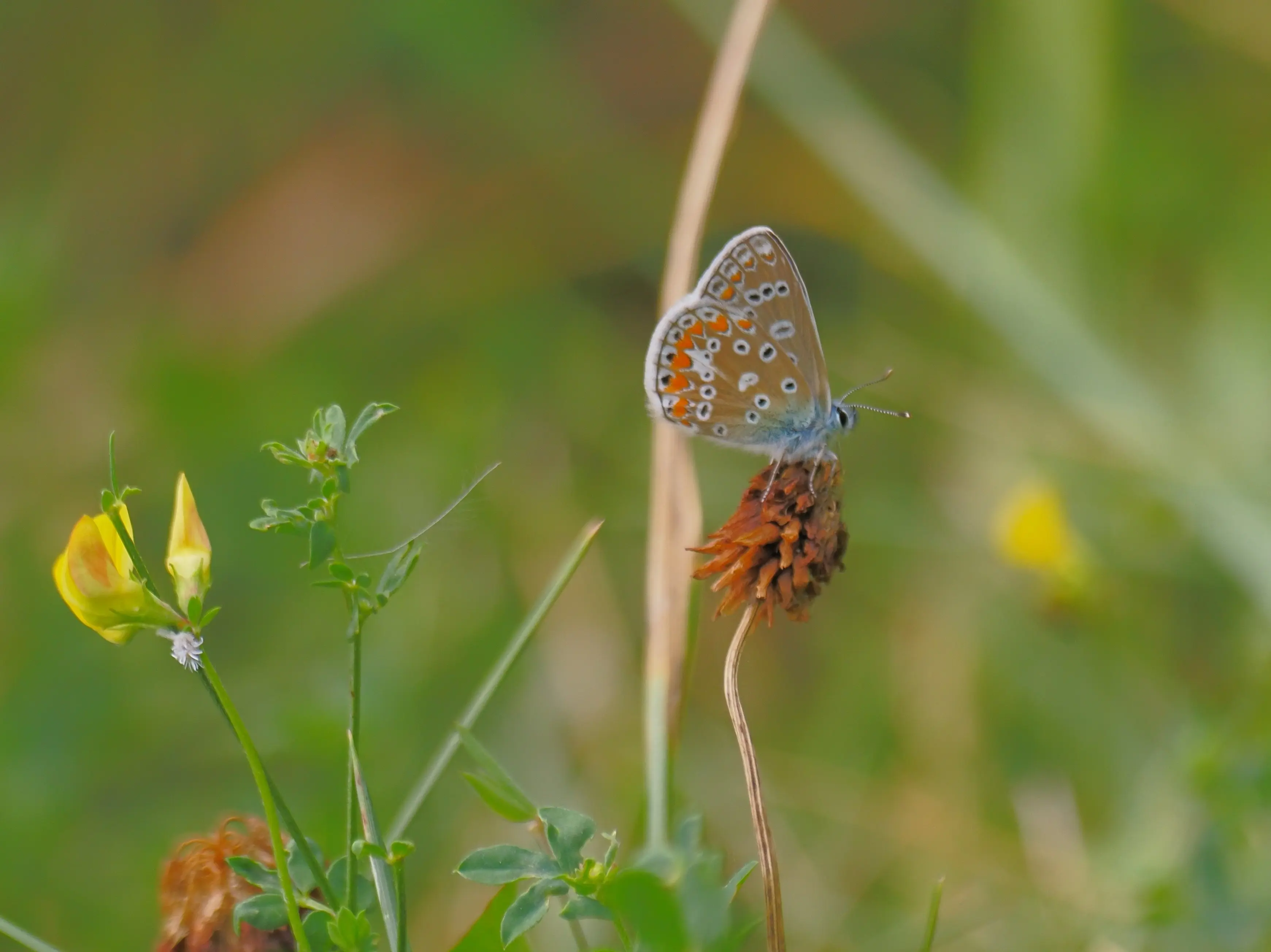 P7171999-crop.webp