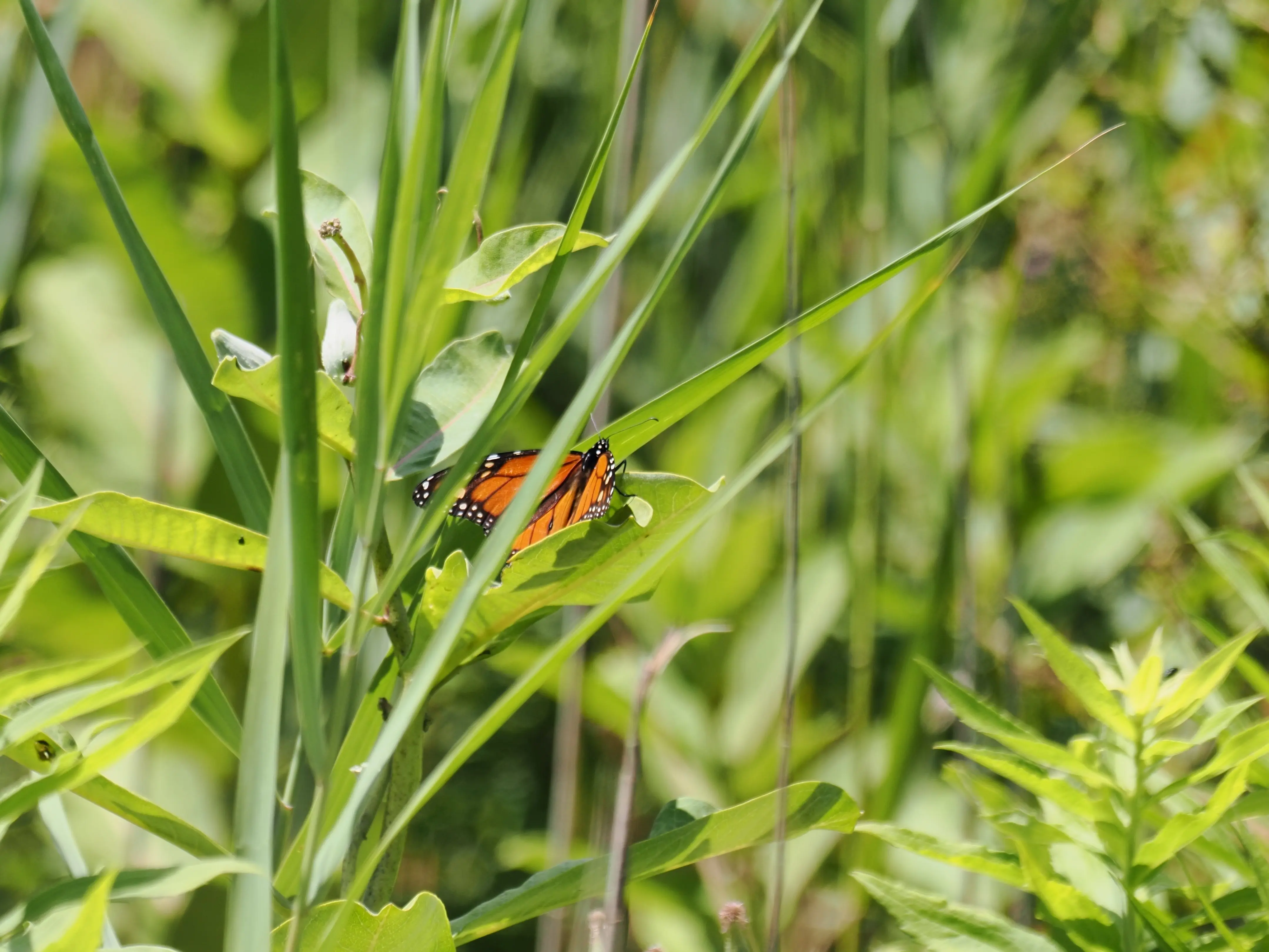 P7221712-crop.webp