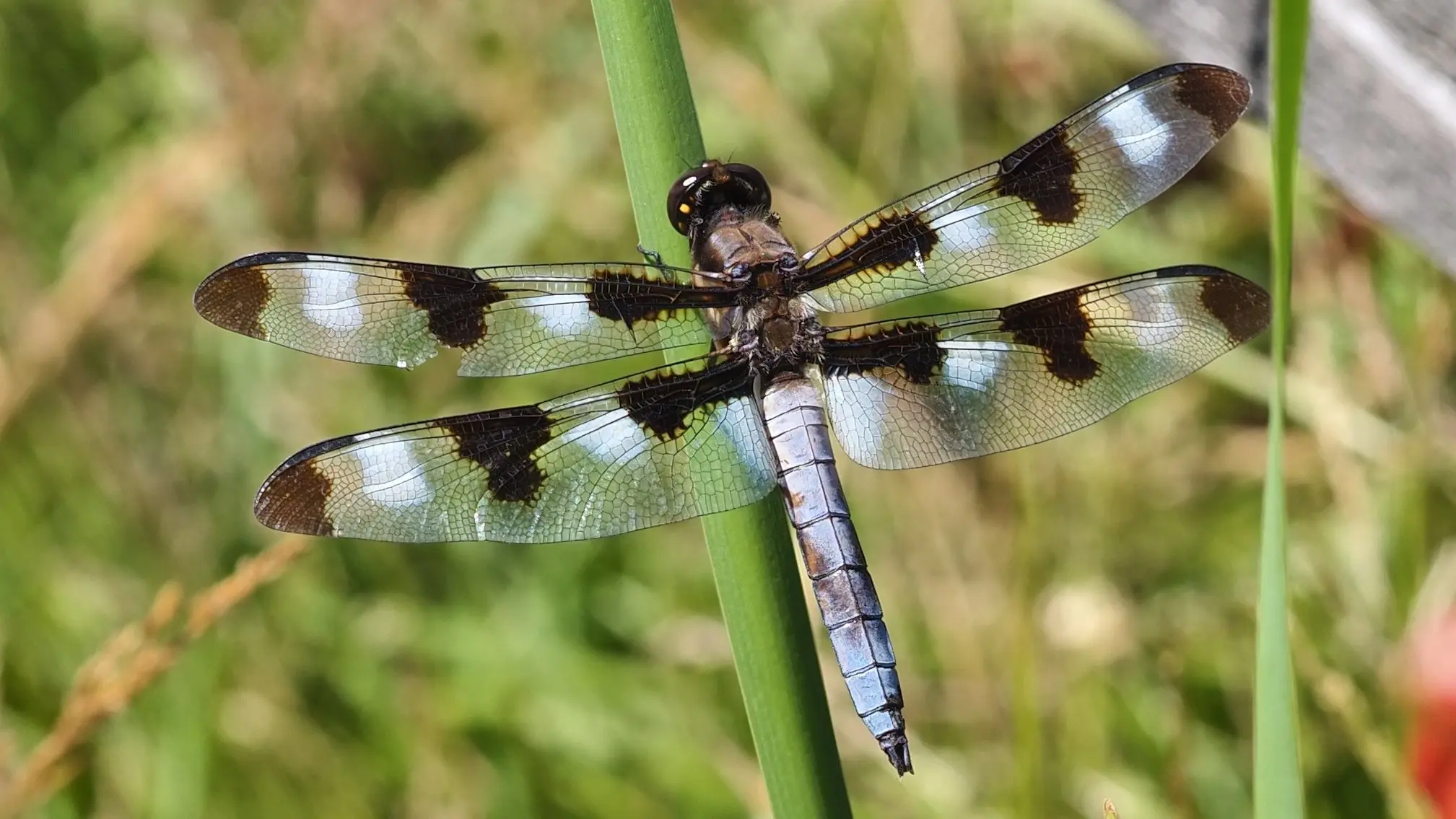 P7230155-crop.webp