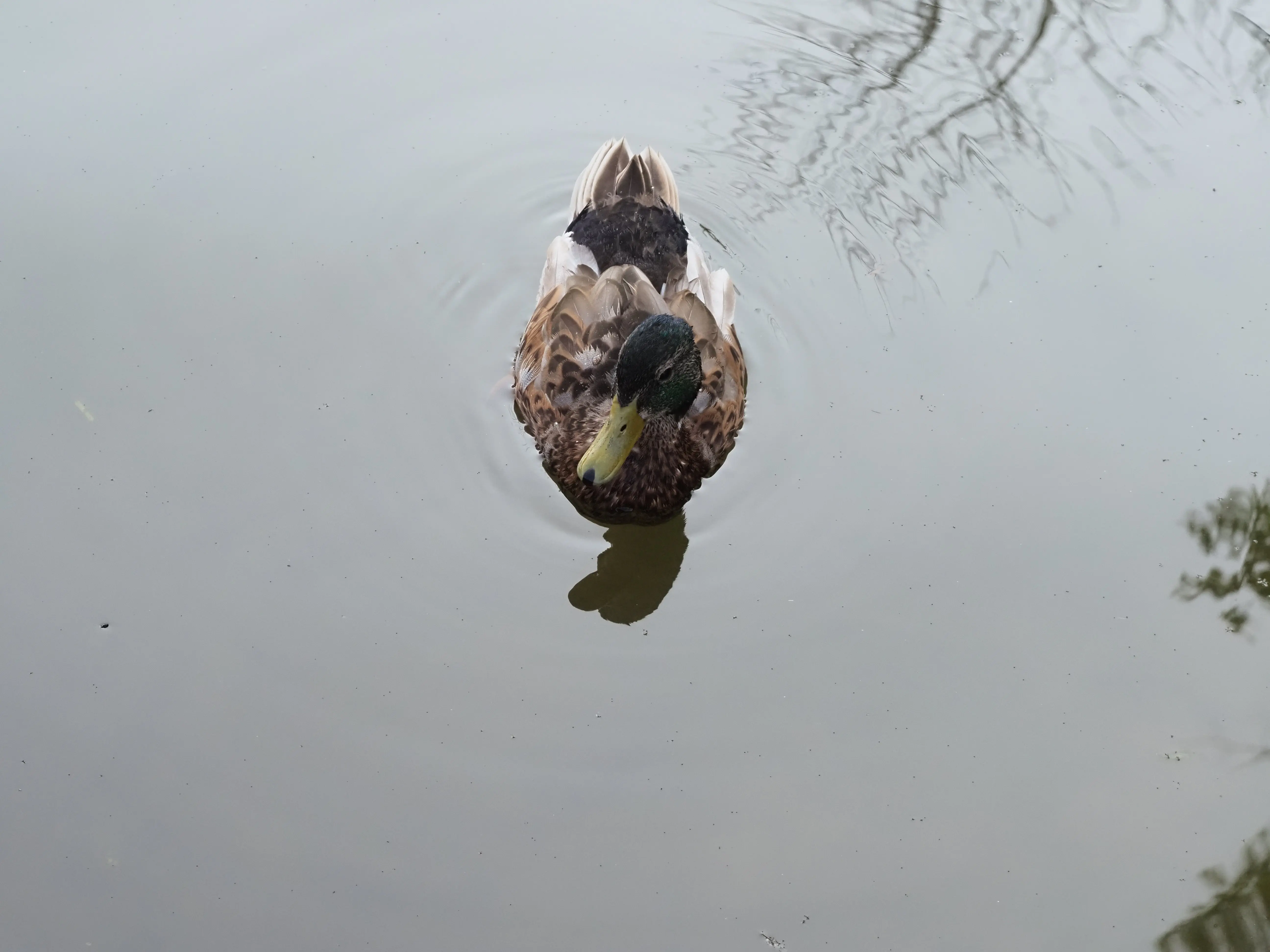 P7260565-crop.webp