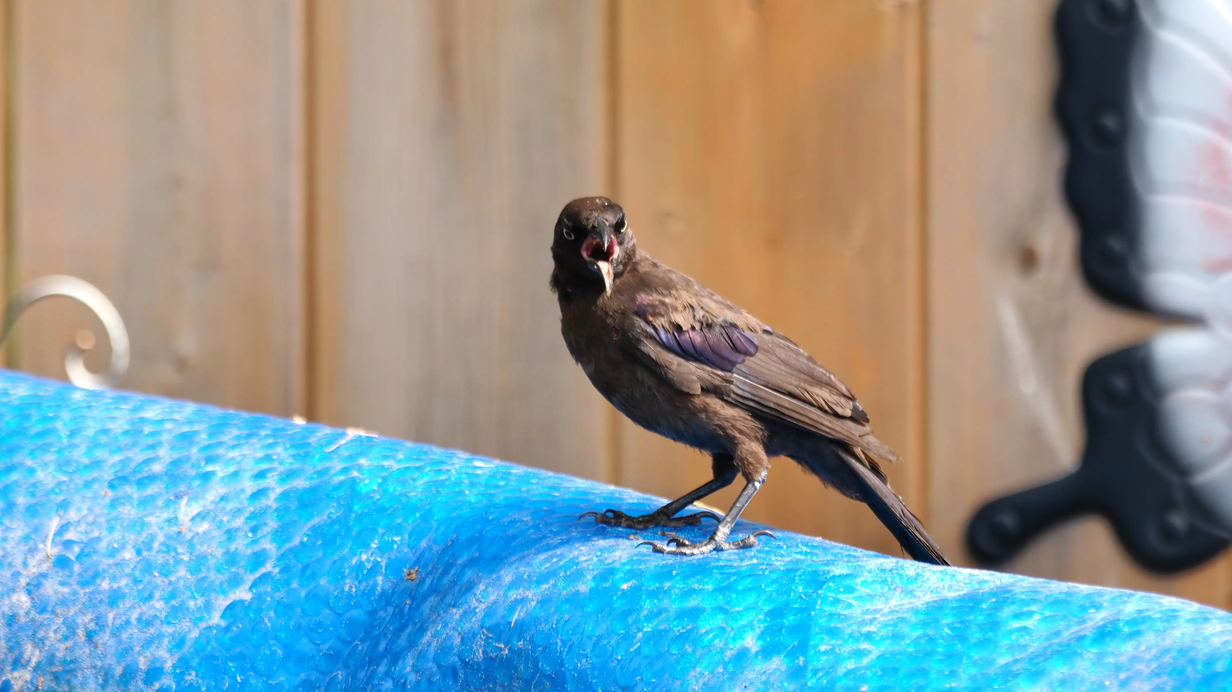 P7261401-crop.webp