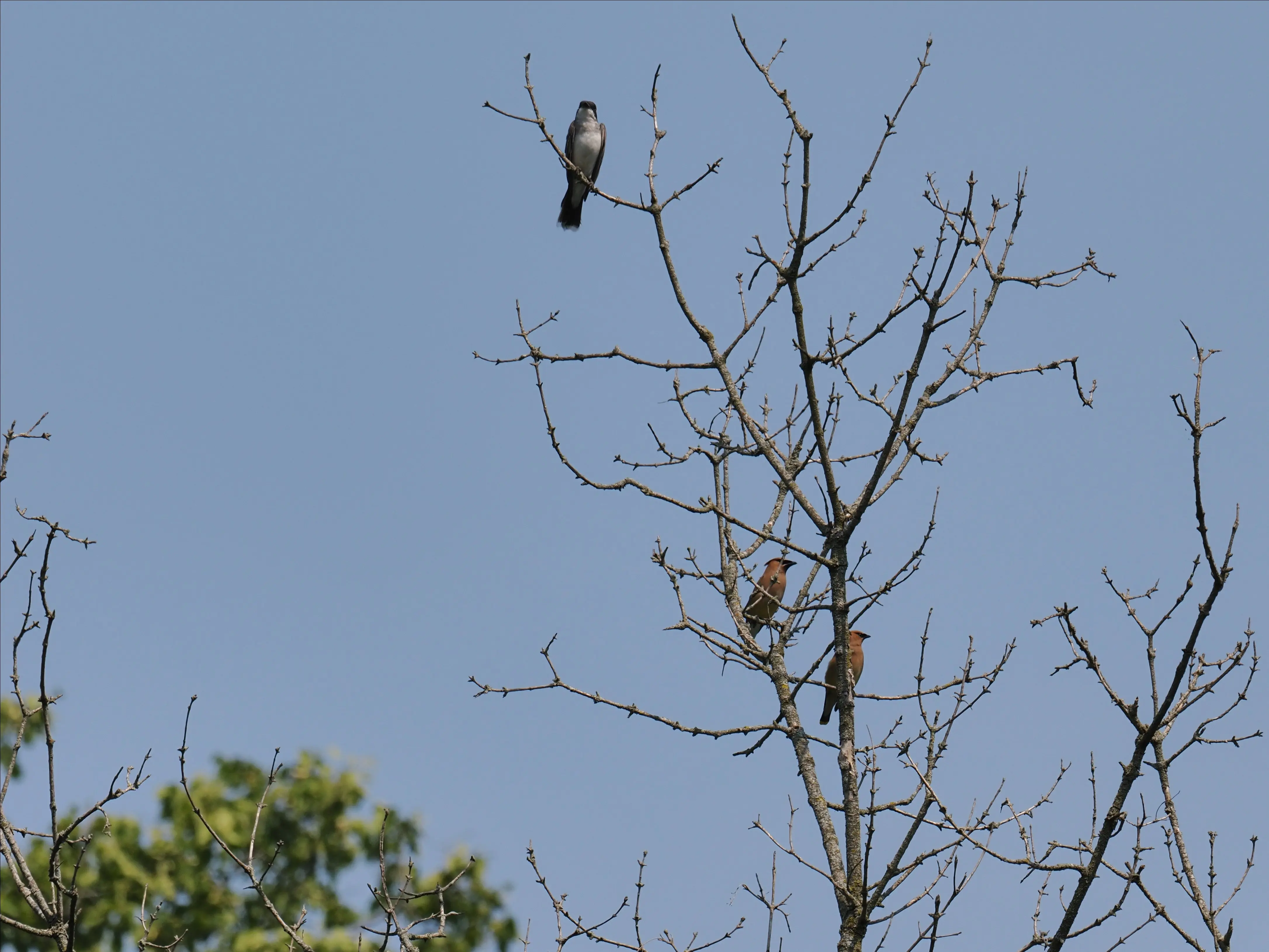 P8040453-crop.webp