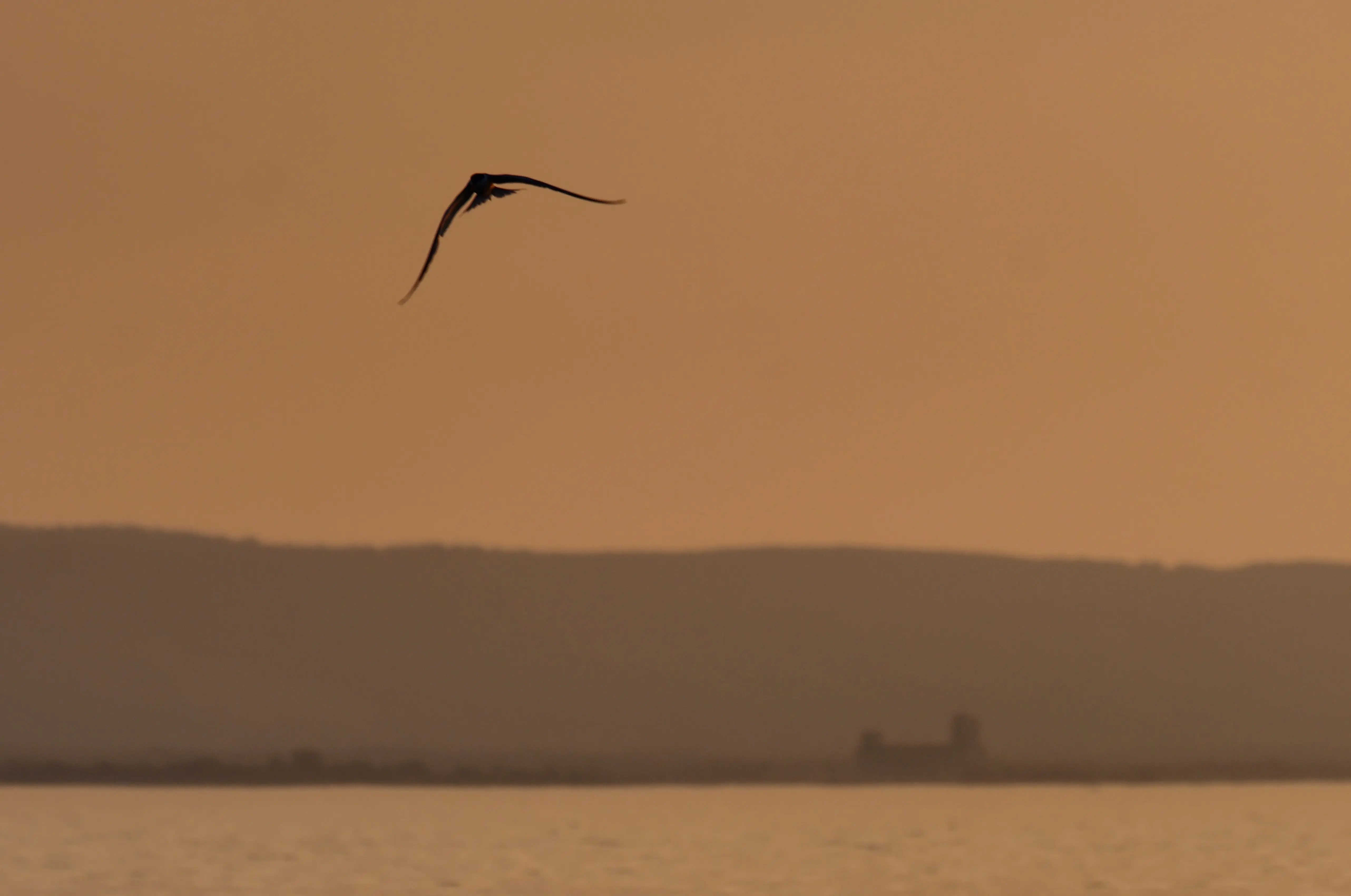 P8101286-crop.webp