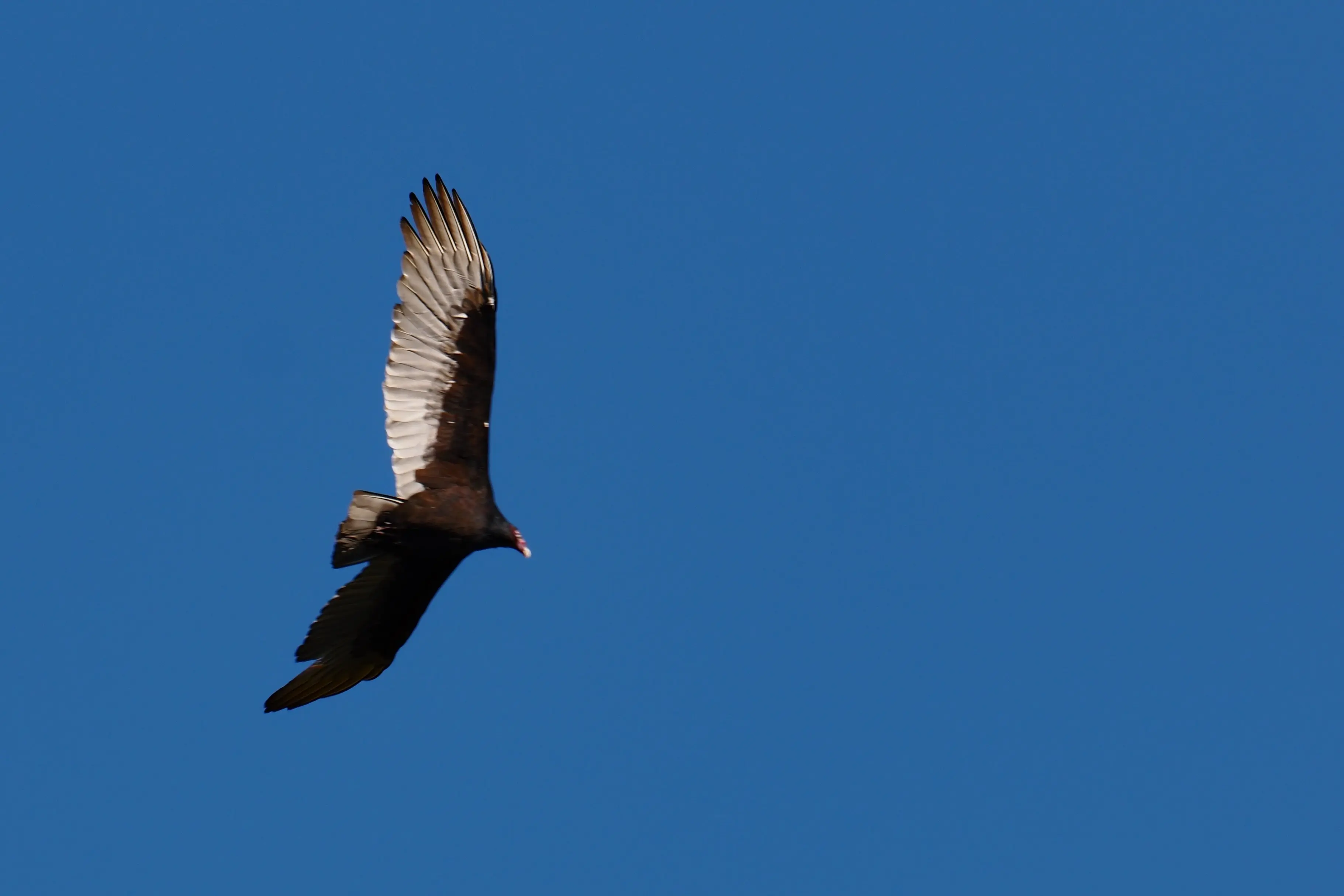 PA051115_crop.webp