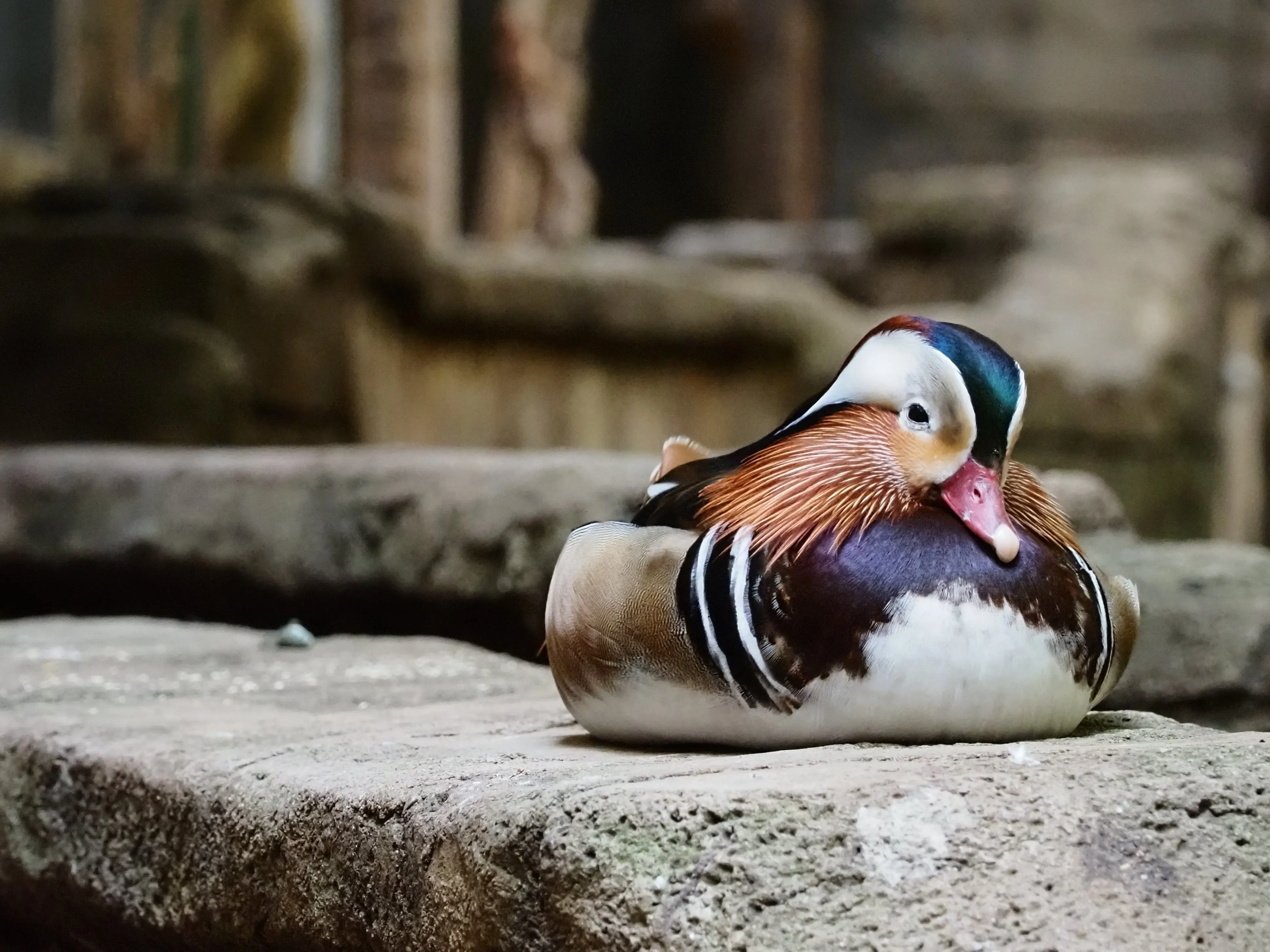 niagara-on-bird-kingdom-wood-duck-male-resting.webp