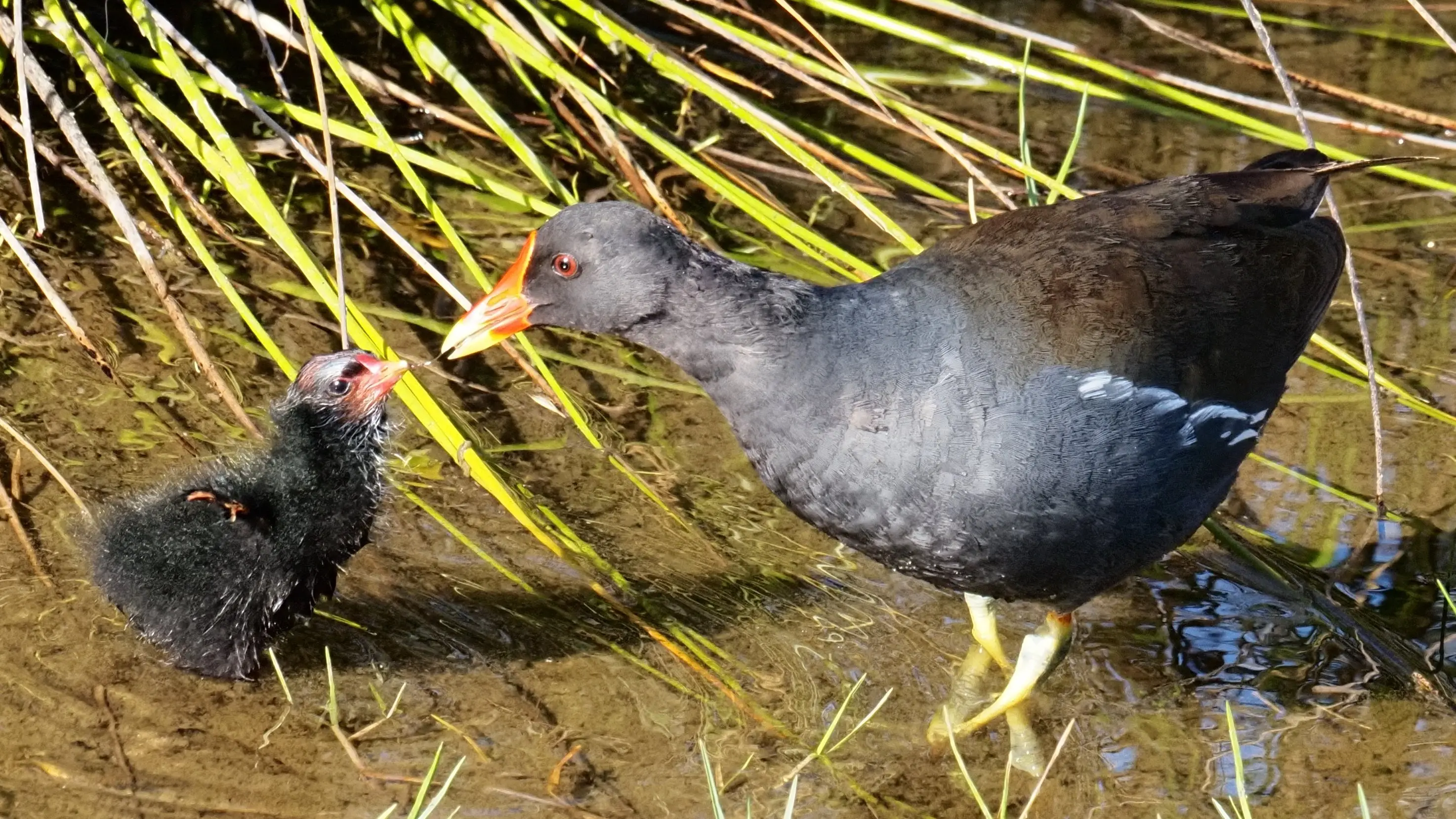 portugal-ria-de-alvor-natural-park-moore-hen-mother.webp