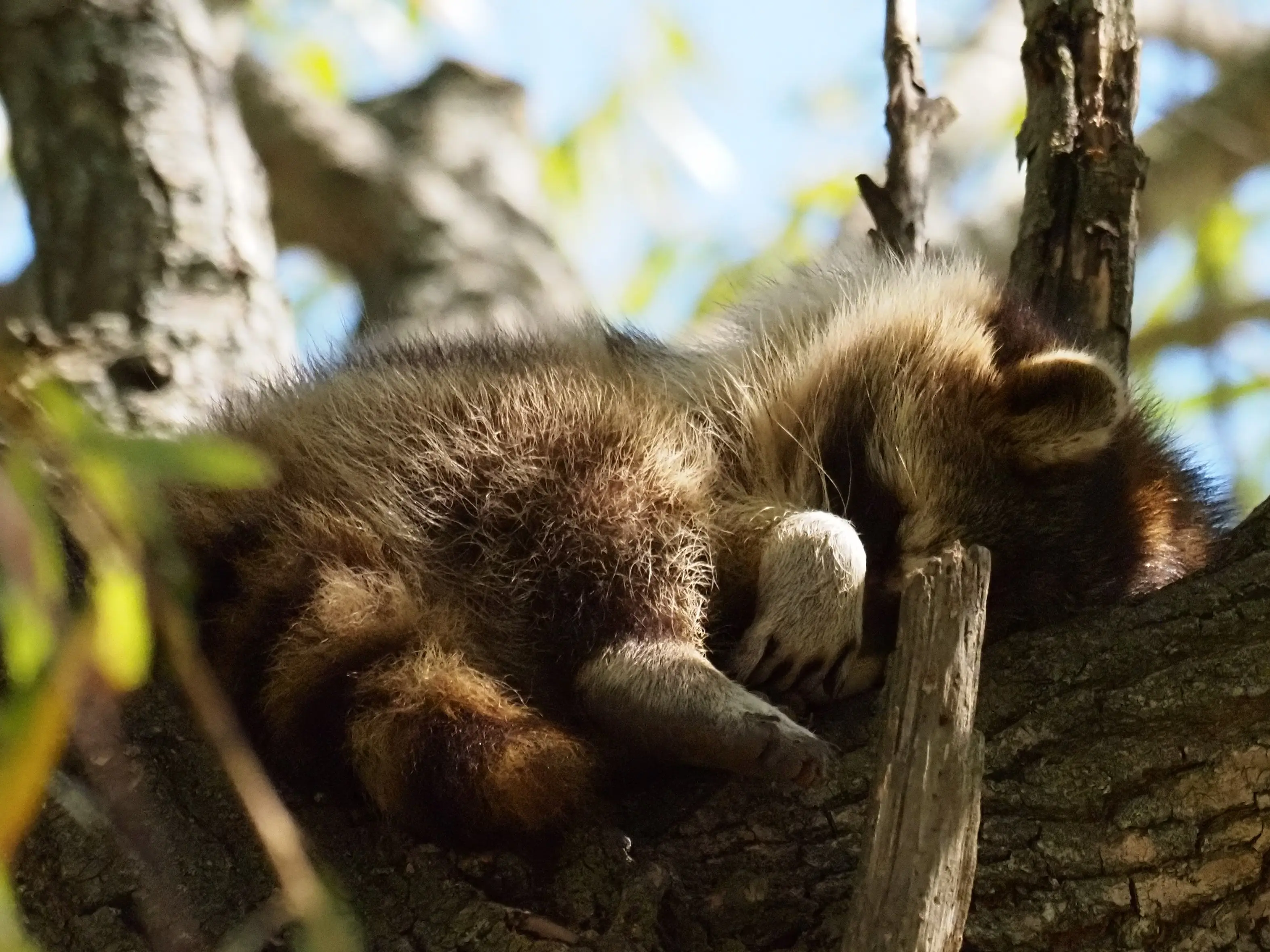 toronto-on-evergreen-brickworks-baby-racoon-sleeping.webp