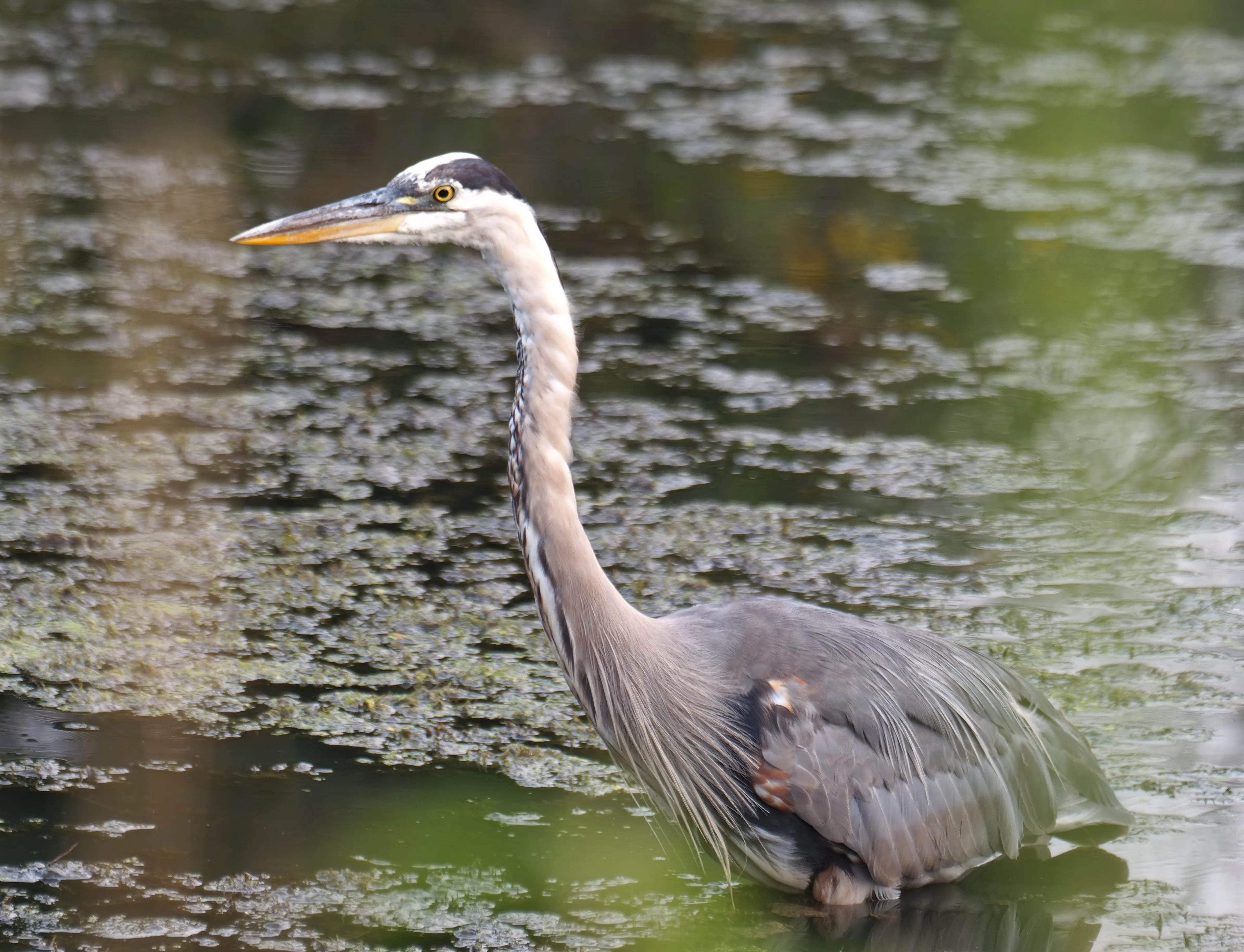 toronto-on-evergreen-brickworks-blue-heron-wading.webp