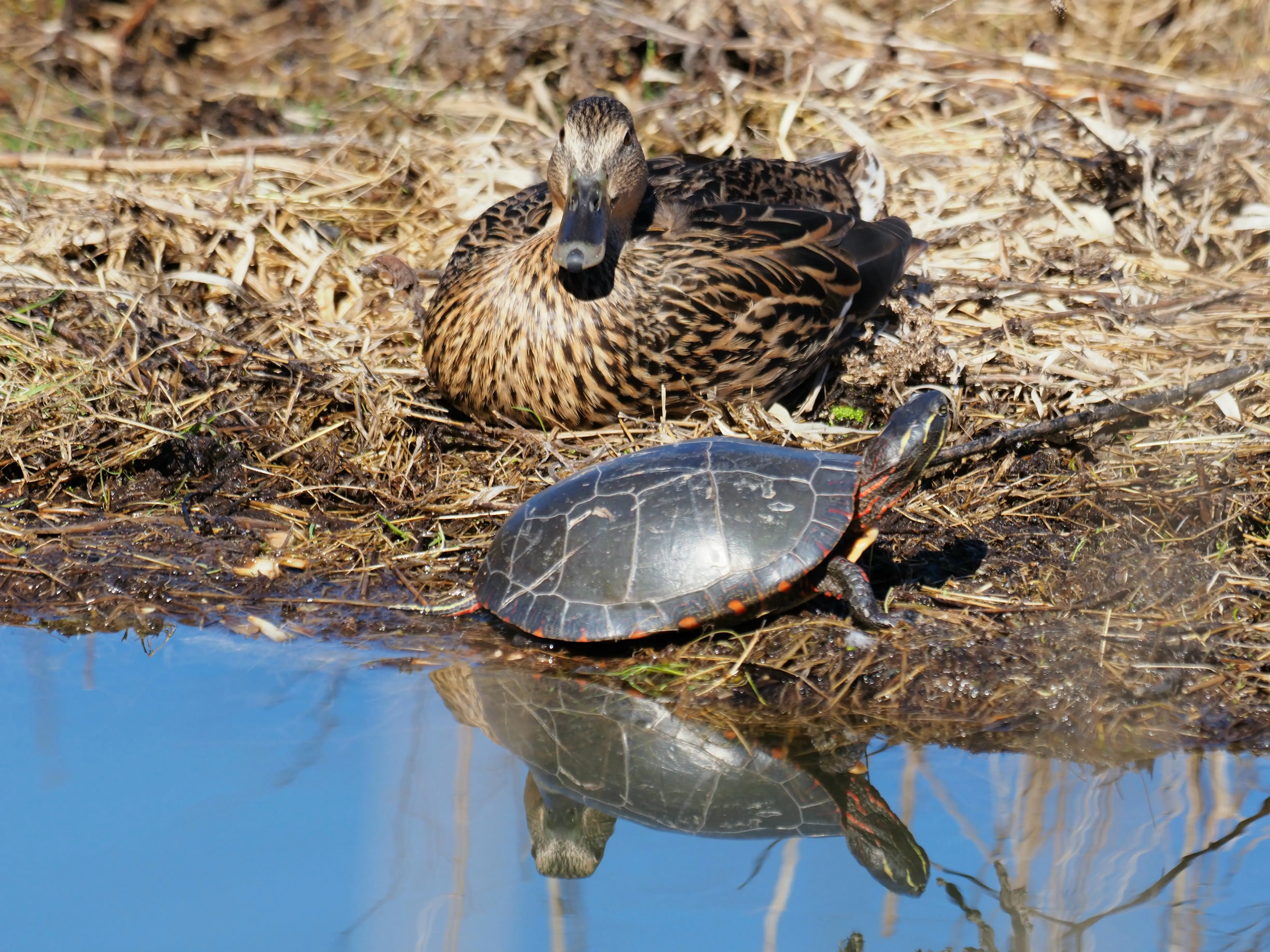 toronto-on-evergreen-brickworks-duck-turtle.webp