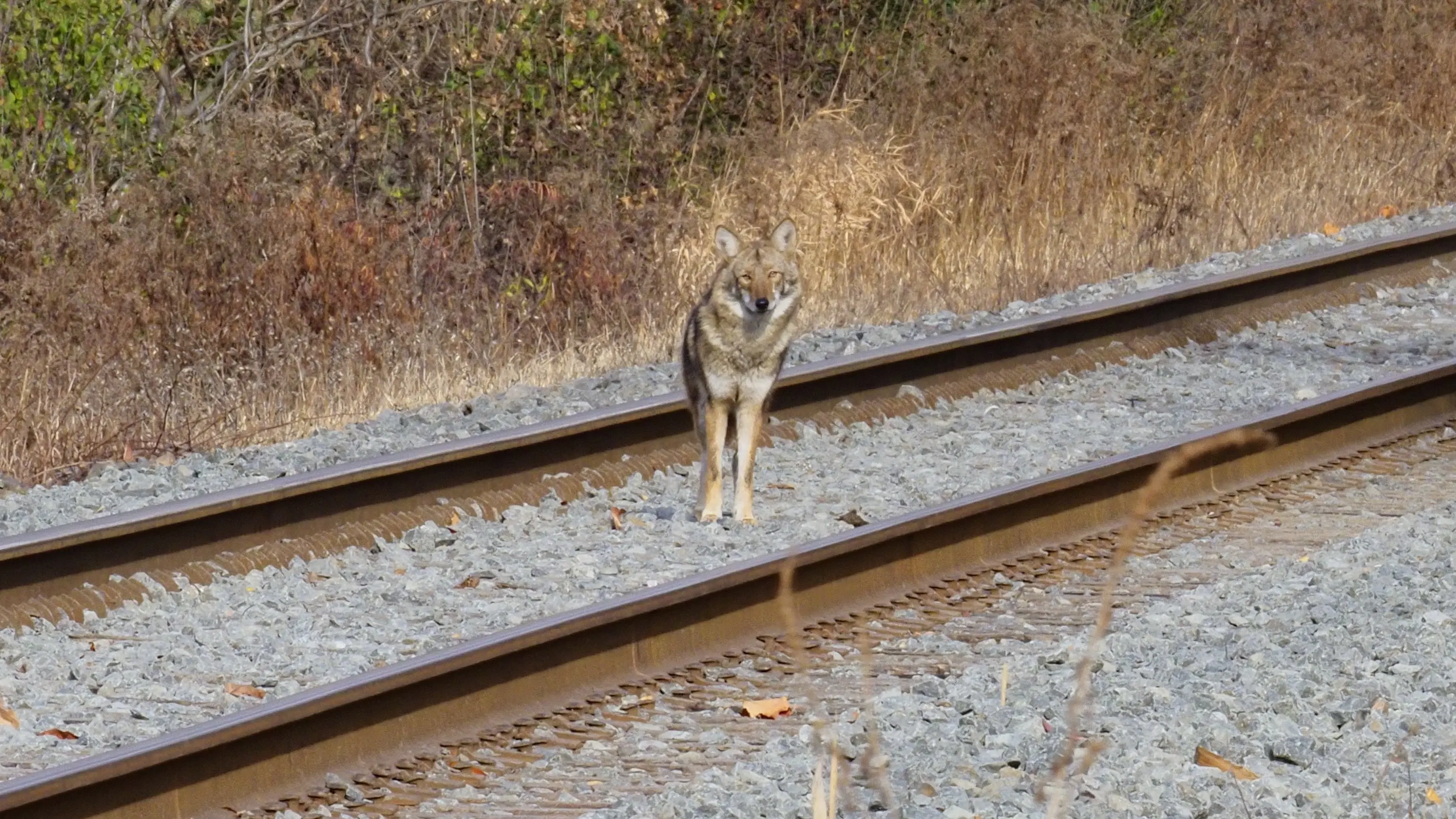 toronto-on-flemingdon-park-coyote-chilling.webp