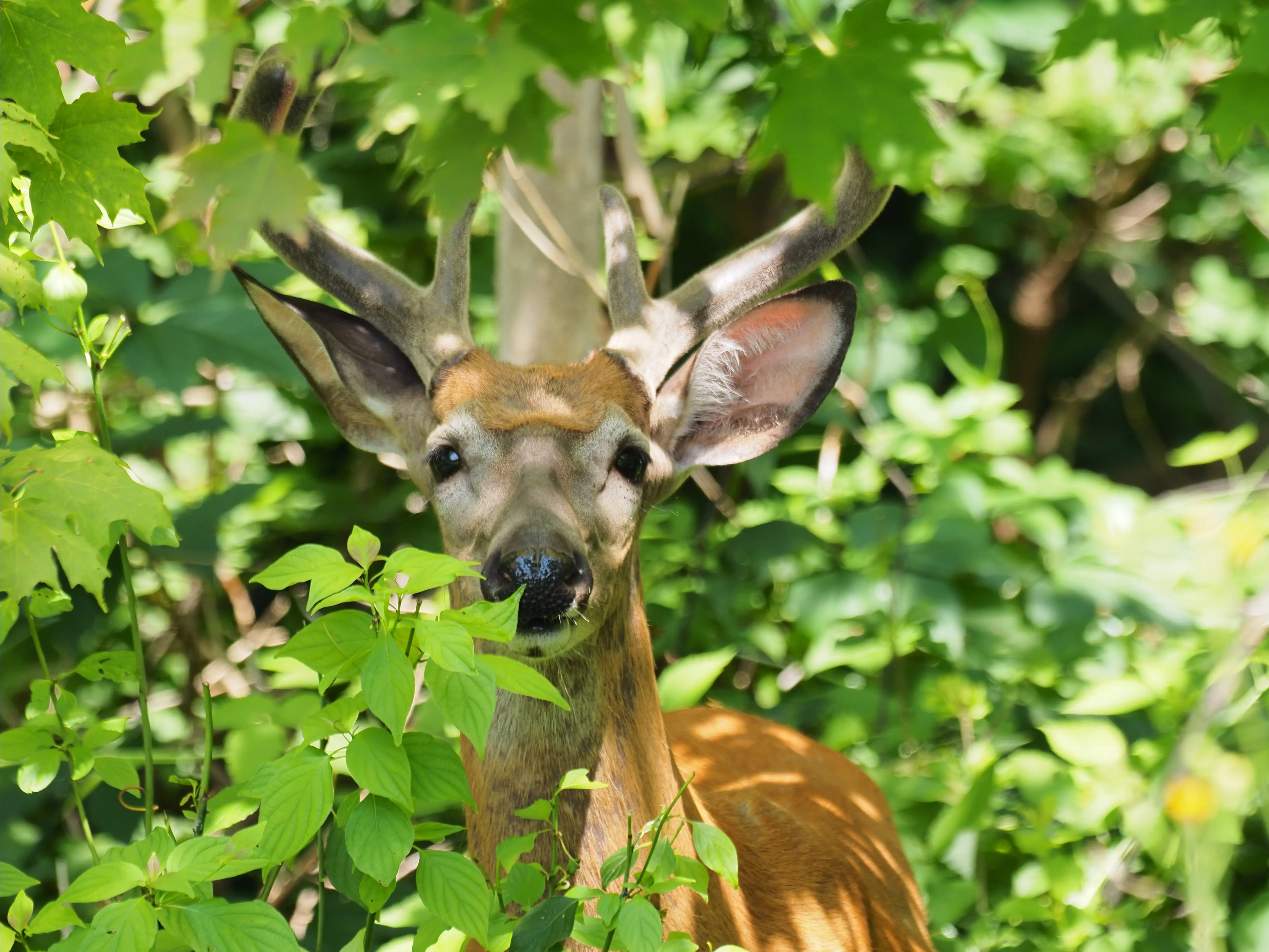 toronto-on-flemingdon-park-deer-head-on.webp