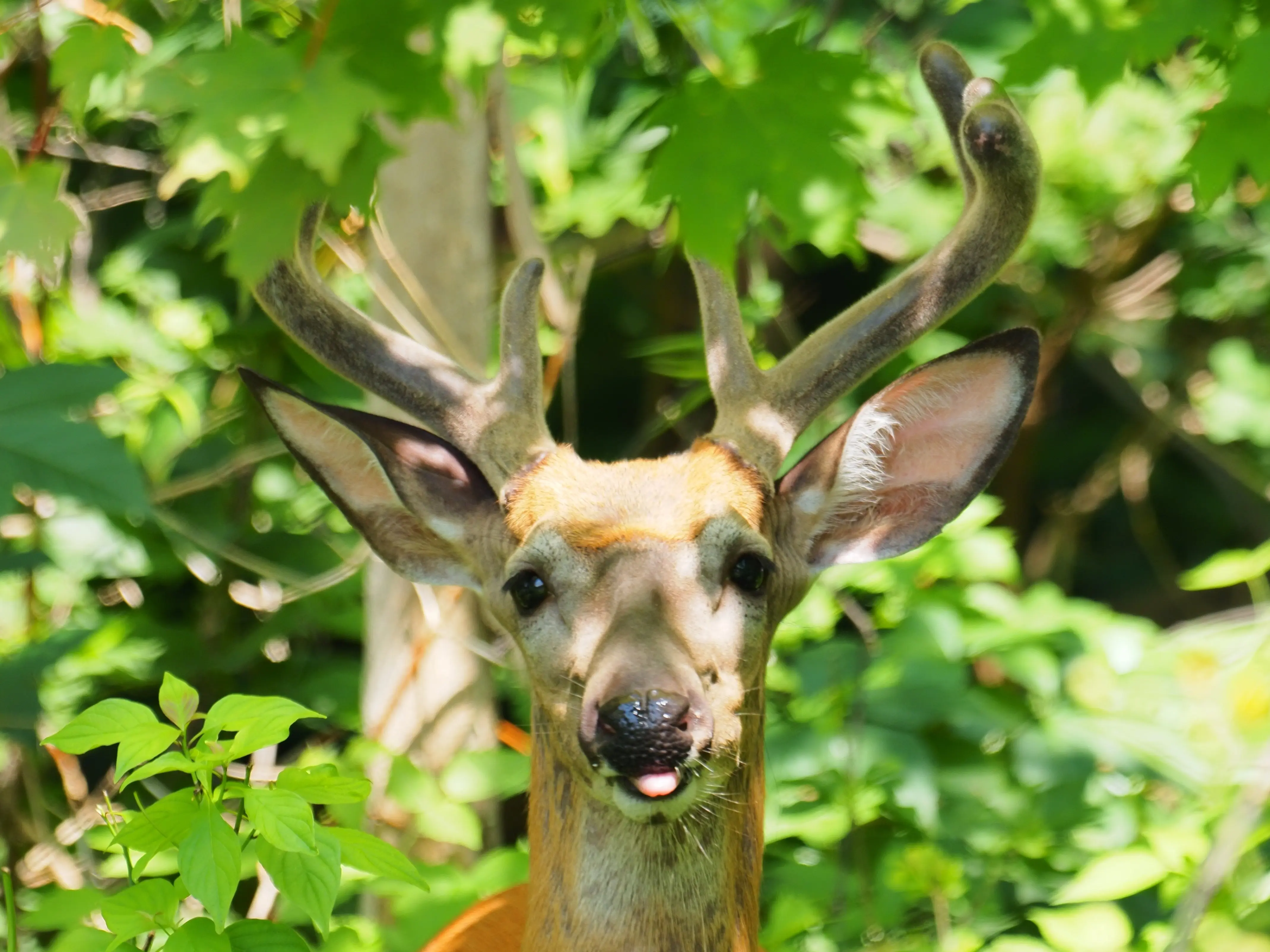 toronto-on-flemingdon-park-deer-tongue.webp