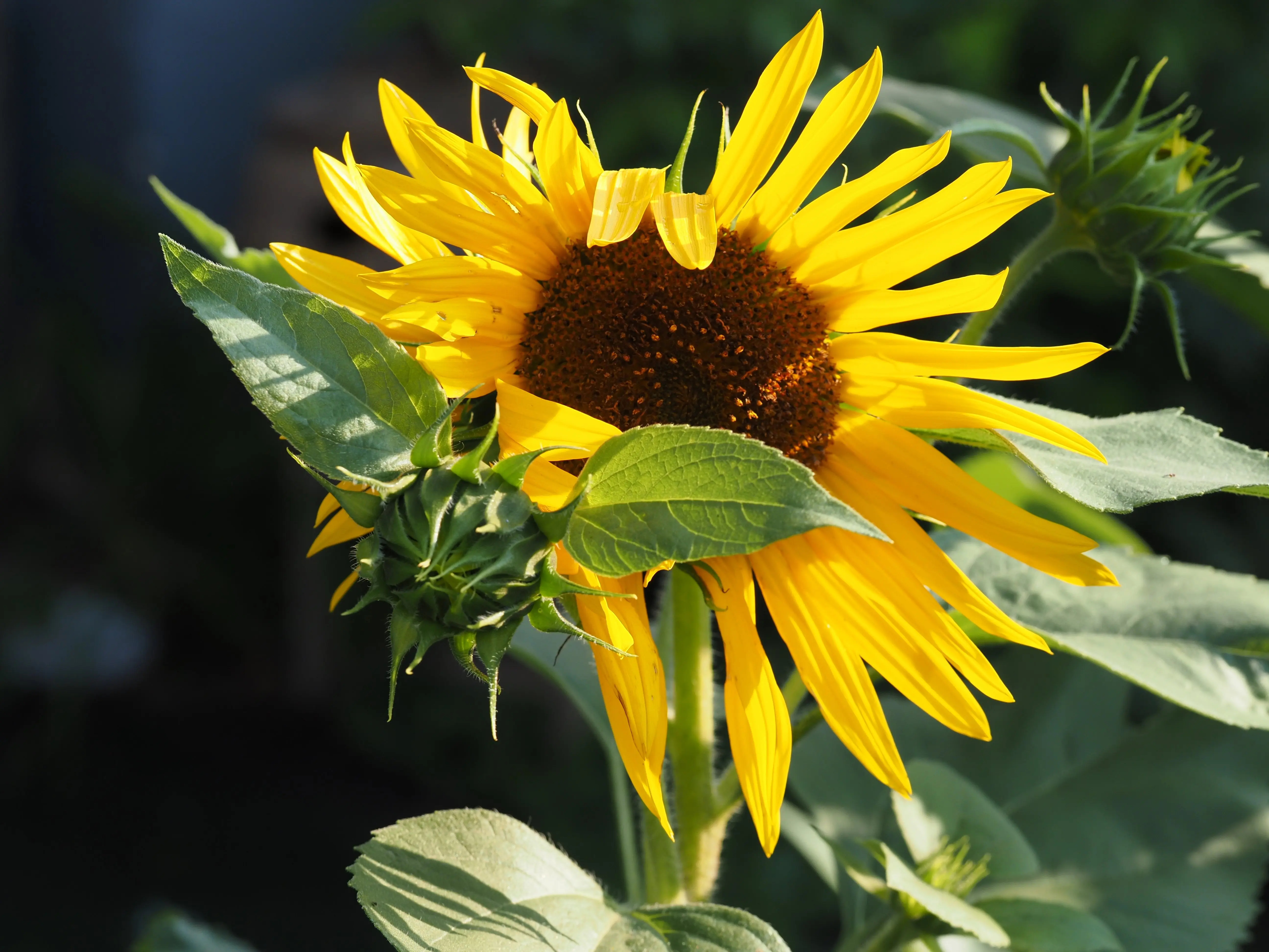 toronto-on-milverton-garden-sunflower.webp