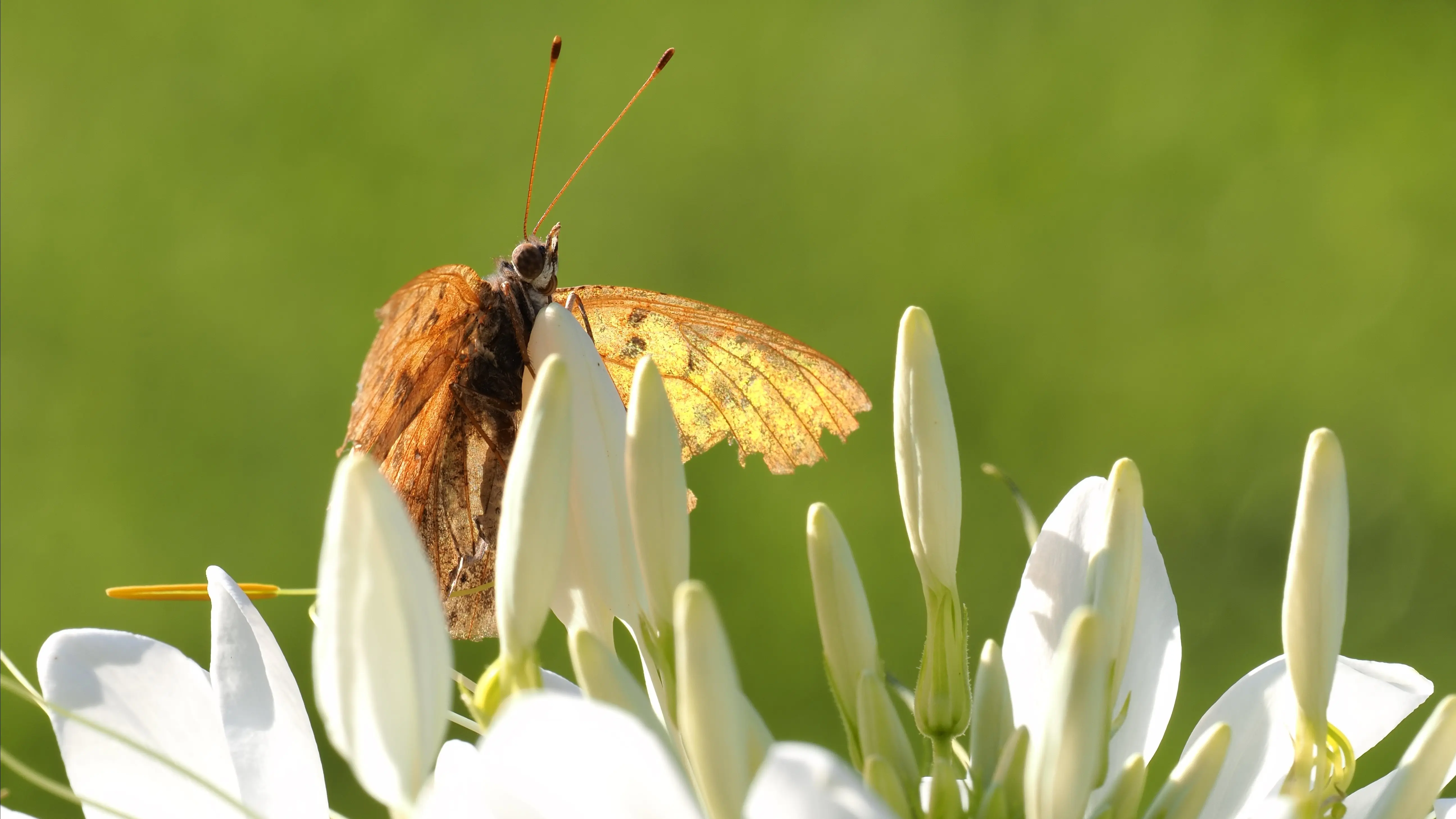 toronto-on-rosetta-gardens-butterfly-sunning.webp