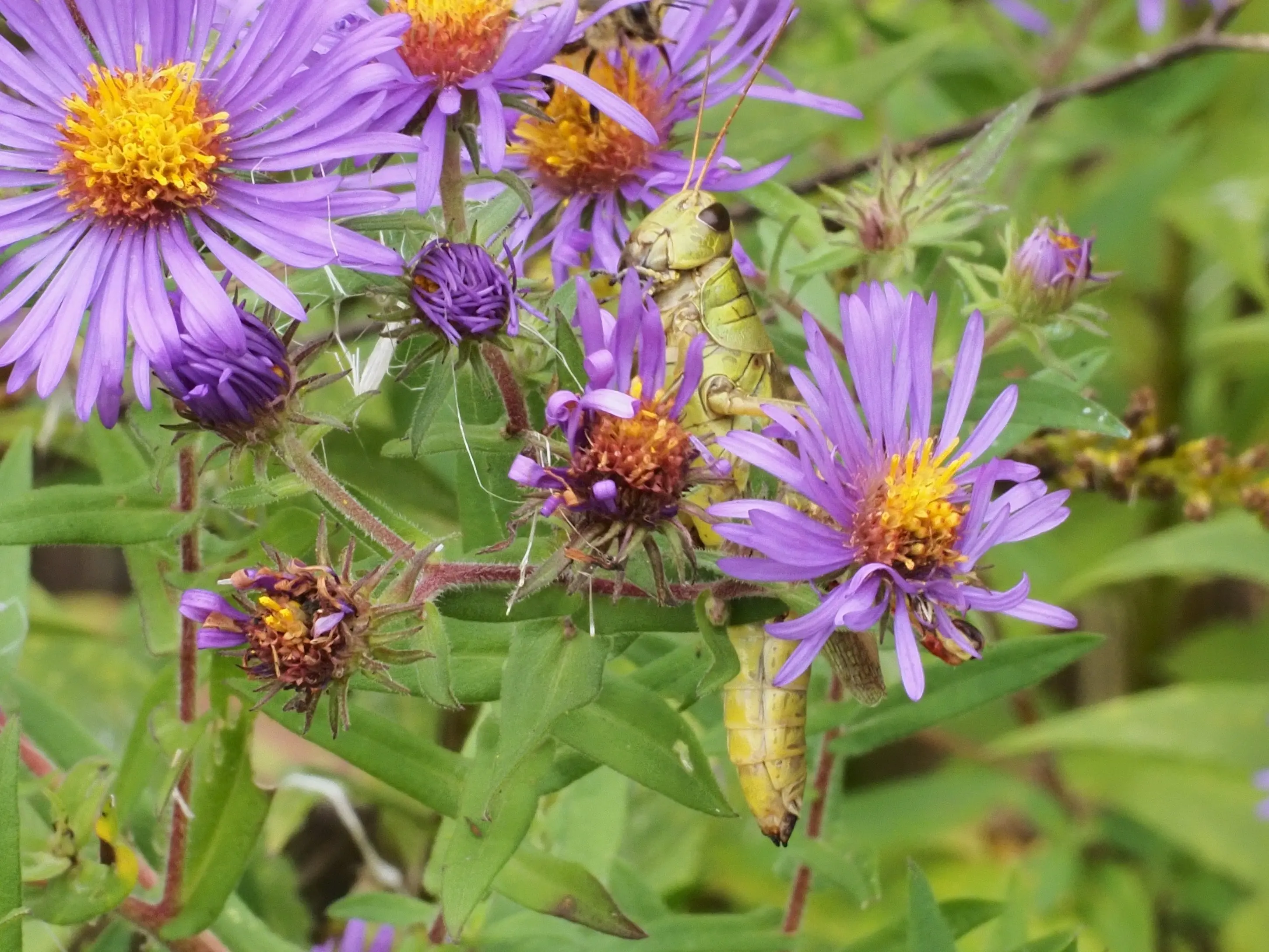 toronto-on-taylor-creek-grasshopper-in-flowers.webp