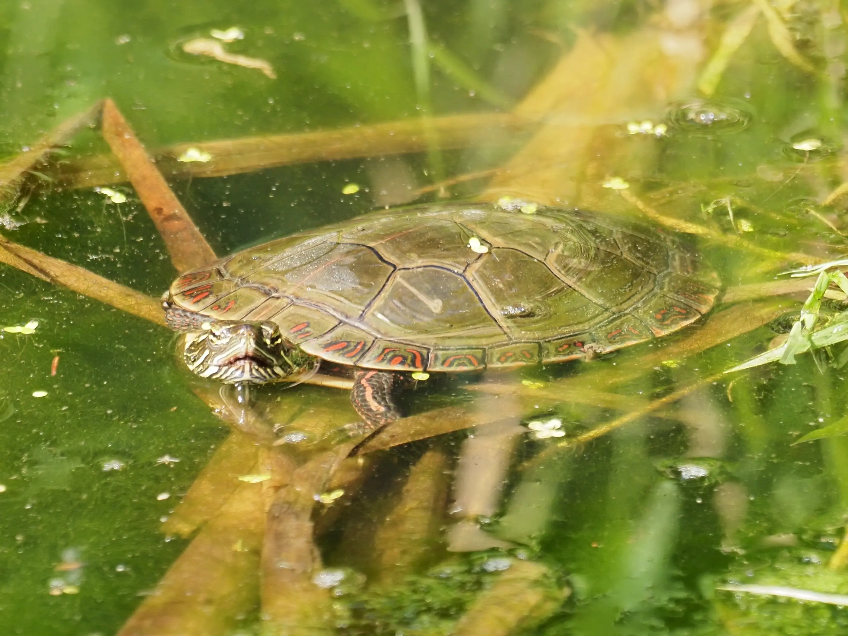 toronto-on-taylor-creek-painted-turtle-looking-at-you.webp