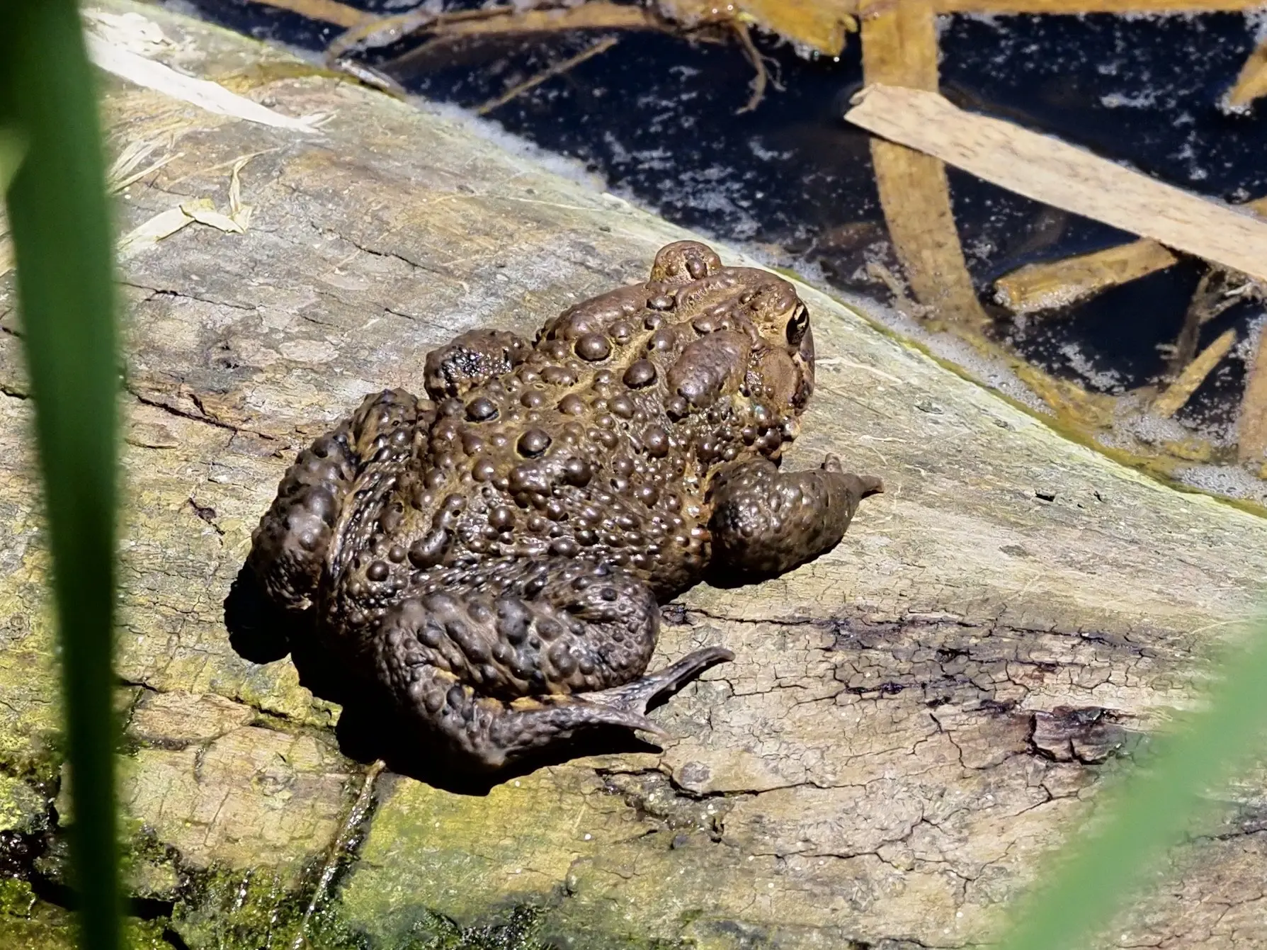 toronto-on-taylor-creek-toad.webp